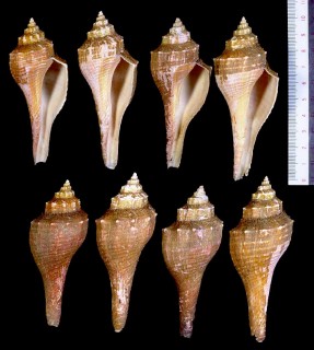 ナガテングニシ Hemifusus ternatanus small