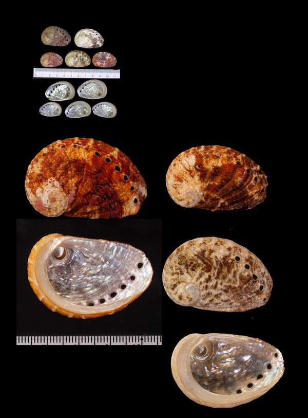 アフリカのミミガイの一種 Haliotis pustulata small