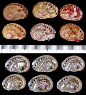 マキミゾアワビ Haliotis parva small