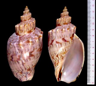 ウスイロゴクラクボラ Festilyria duponti small