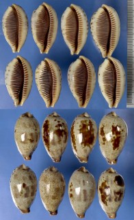 イチジクダカラ 無花果宝 Erronea pulchella pulchella small