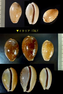 クスミダカラ Erosaria spurca small