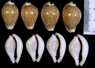 ニシバタダカラ Erosaria miliaris differens small