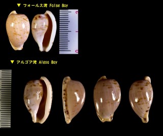 オキナダカラ Cypraeovula edentula edentula small