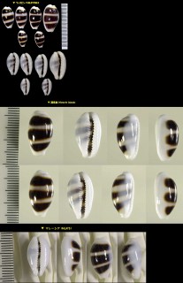 ウキダカラ 浮標宝 Palmadusta asellus small