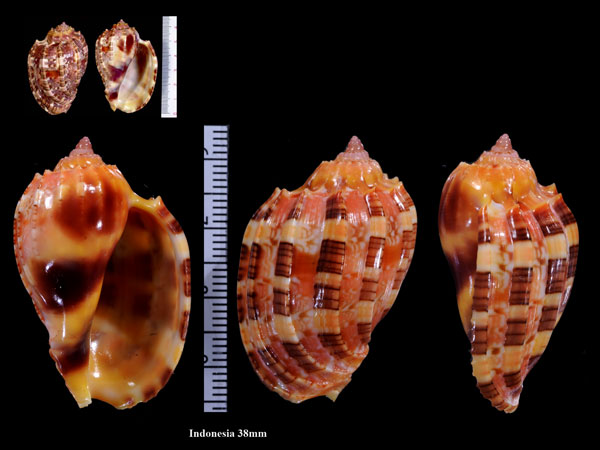 ベニオビショクコウラ 紅帯蜀紅螺 Harpa harpa small