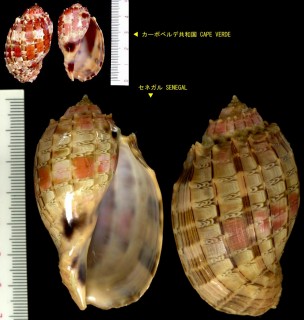 バライロショクコウラ Harpa doris small