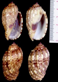 ヒメショクコウラ Harpa amouretta small