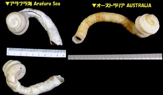 オオカラミミミズ Siliquaria ponderosa small