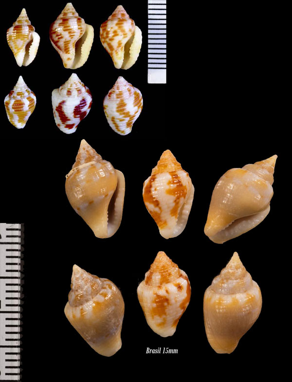 コバトフトコロ Columbella mercatoria small