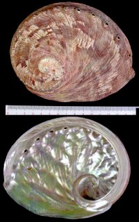 ビクトリアアワビ Haliotis conicopora small