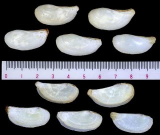 サザナミネリガイ Pandora inaequivalvis small