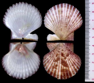 カミングニシキ Volachlamys cumingii small