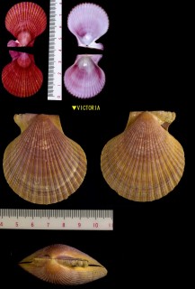 ミナミノニシキ Chlamys asperrima small