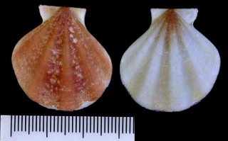ナナスジニシキ (デンマークニシキ) Pseudamussium septemradiatum small