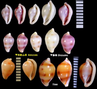 セロガタケボリ Diminovula culmen small