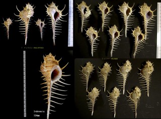 ポッペホネガイ (仮称) Murex djarianensis poppei small