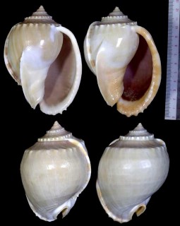 カンコガイ 諫鼓貝 Phalium glaucum small