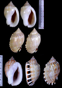 ヒナヅル Casmaria erinaceus small