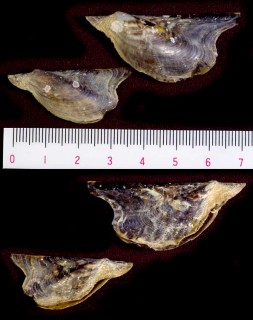 モンウグイス 紋鶯 Pteria coturnix small