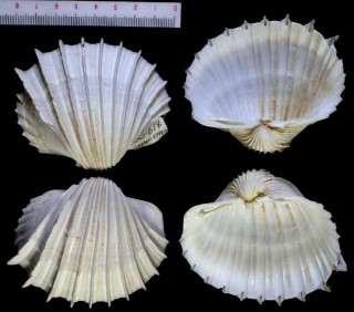 ワダチザル 轍笊貝 Cardium costatum small