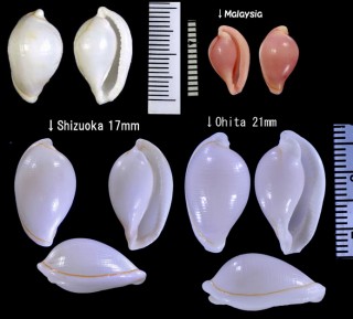 ヘリトリコダマウサギ Pseudosimnia marginata small