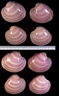 キキョウハマグリ Amiantis purpurata small