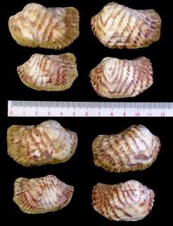 ノアノハコの仲間 Arca bouvieri small