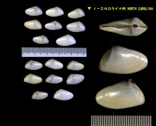 コチョウナミノコ Donax variabilis small