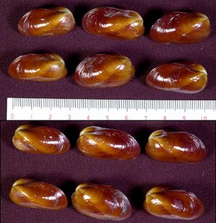 トリノスヒバリガイ 鳥の巣雲雀貝 Modiolus agglutinans small
