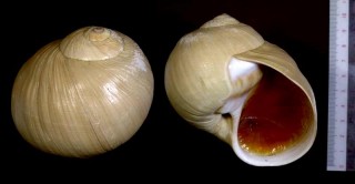 レービスタマツメタ Lunatia lewisi small