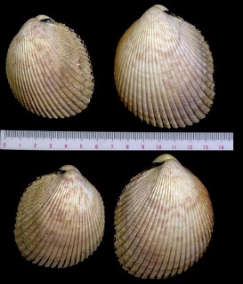 フジイロザルガイ 藤色笊貝 Vasticardium angulatum small