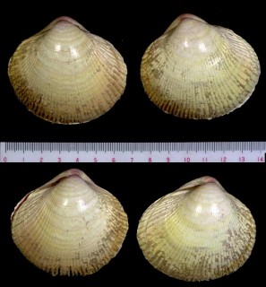 トリガイ 鳥貝 Fulvia mutica small