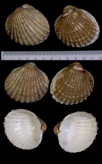 トゲザル Acanthocardia echinata small