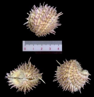 カリブウニザル Arcinella arcinella small