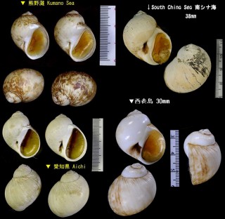 キザミタマツメタ Lunatia plicispira small