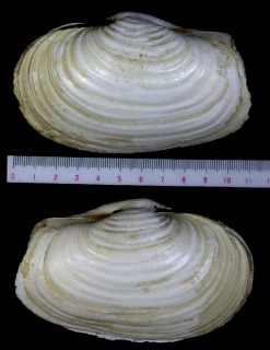 ナミガイ Panopea japonica small