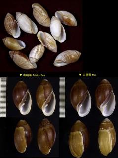 オカミミガイ 陸耳貝 Ellobium chinense small