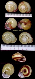 クチベニマイマイ Euhadra amaliae small