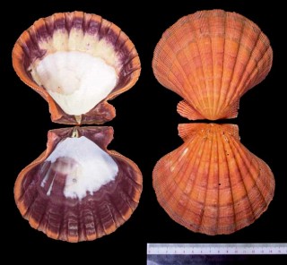 メキシコキンチャク Lyropecten subnodosus small