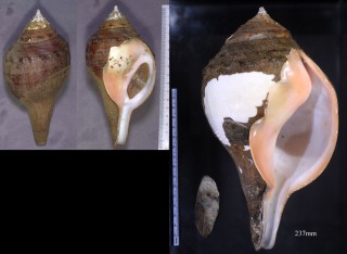 シャンクガイ Turbinella pyrum small