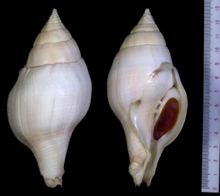 ホソシャンクガイ Turbinella laevigata small