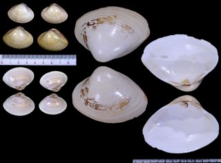 ツヤミナトガイの一種 Mactra glabrata lilacea small