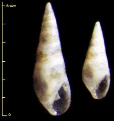 ホソゴマフクリムシ Stricteulima amamiensis small