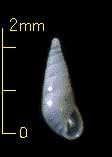 ミショウ　島根未詳 155 Hemiliostraca sp. small