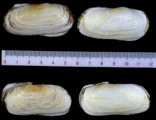 セイヨウキヌタアゲマキ Solecurtus scopula small