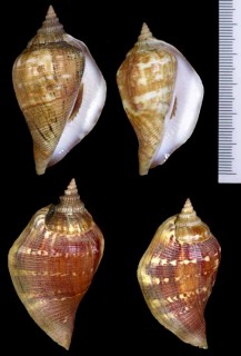 フドロガイ Strombus marginatus robustus small