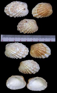 マダラフミガイ Cardita incrassata small