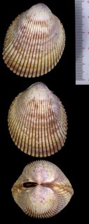 アメリカツメザル Trachycardium egmontianum small