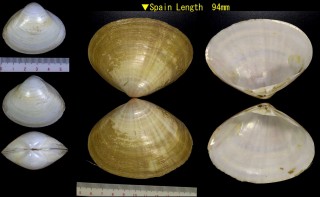 ハイイロミナトガイ Mactra glauca small